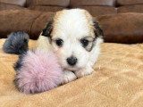 Adorable chiot femelle Coton de Tuléar LOF à vendre