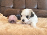 Adorable chiot femelle Coton de Tuléar LOF à vendre