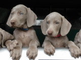 2 superbes chiots mâles braques de Weimar