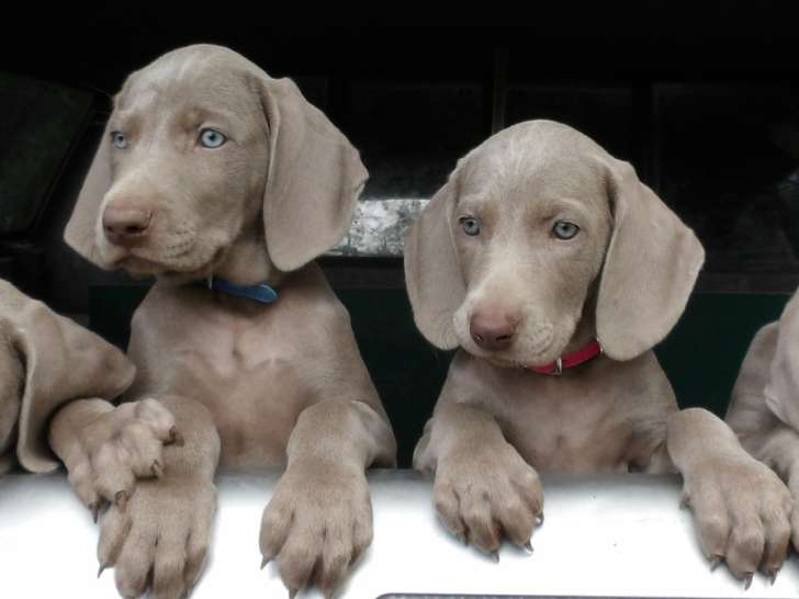 2 superbes chiots mâles braques de Weimar