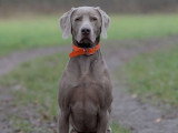 2 superbes chiots mâles braques de Weimar