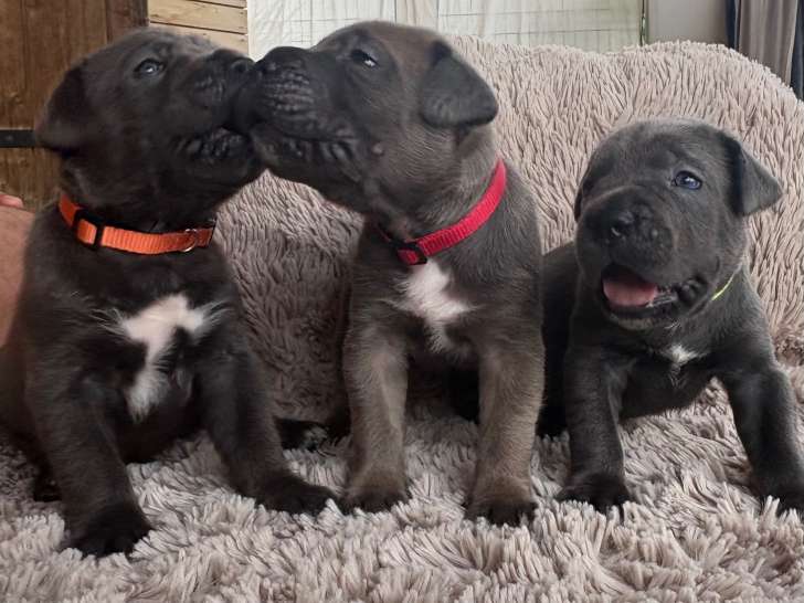 Chiots Cane Corso à vendre