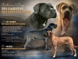 Chiots Cane Corso à vendre