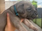 Chiots Cane Corso à vendre