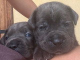 Chiots Cane Corso à vendre