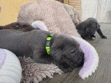 Chiots Cane Corso à vendre