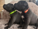 Chiots Cane Corso à vendre