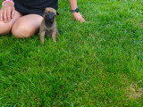 Chiots Malinois à réserver