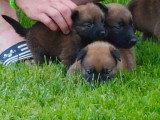 Chiots Malinois à réserver
