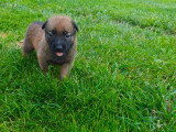 Chiots Malinois à réserver