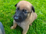 Chiots Malinois à réserver