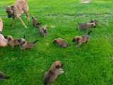 Chiots Malinois à réserver
