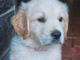 7 chiots Golden Retrievers inscrits au LOF nés en mai 2026 à réserver