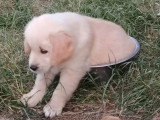 7 chiots Golden Retrievers inscrits au LOF nés en mai 2026 à réserver