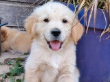 7 chiots Golden Retrievers inscrits au LOF nés en mai 2026 à réserver