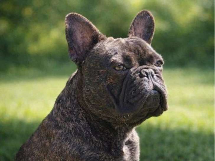 Saillie Bouledogue Français mâle LOF de mai 2025