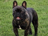 Saillie Bouledogue Français mâle LOF de mai 2025