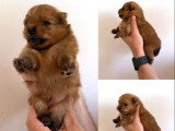 À réserver :4 chiots Spitz nés en juin 2026 non LOF