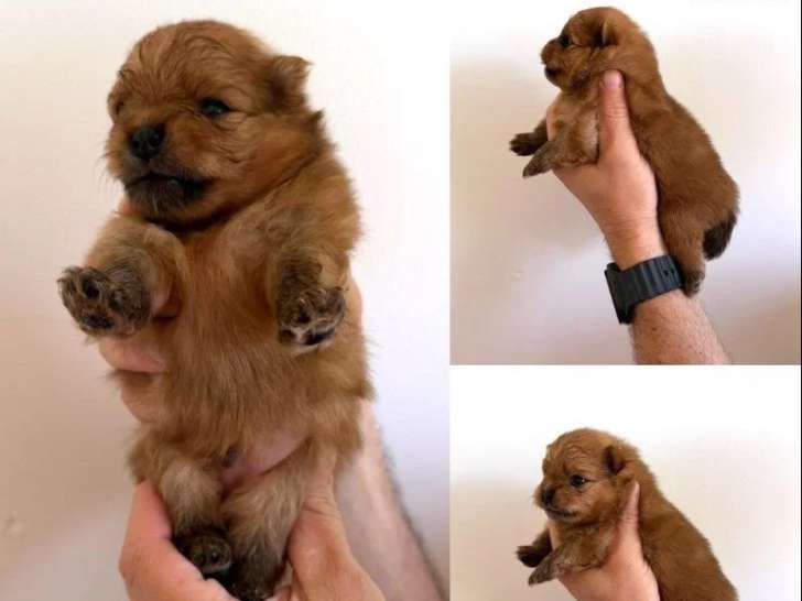 À réserver :4 chiots Spitz nés en juin 2026 non LOF