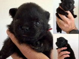 À réserver :4 chiots Spitz nés en juin 2026 non LOF
