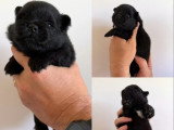 À réserver :4 chiots Spitz nés en juin 2026 non LOF