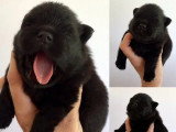 À réserver :4 chiots Spitz nés en juin 2026 non LOF