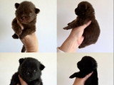 À réserver :4 chiots Spitz nés en juin 2026 non LOF