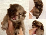 5 chiots Spitz nains non LOF nés en mai 2026 à réserver