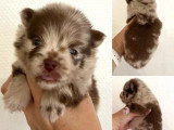 5 chiots Spitz nains non LOF nés en mai 2026 à réserver