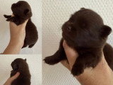 5 chiots Spitz nains non LOF nés en mai 2026 à réserver