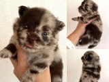 5 chiots Spitz nains non LOF nés en mai 2026 à réserver