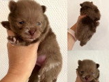 5 chiots Spitz nains non LOF nés en mai 2026 à réserver