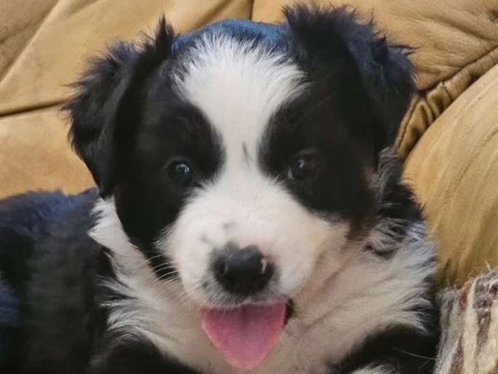 Chiot femelle Berger Américain Miniature noir tricolore non LOF en vente, né en avril 2026