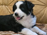Chiot femelle Berger Américain Miniature noir tricolore non LOF en vente, né en avril 2026