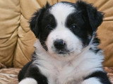Chiot femelle Berger Américain Miniature noir tricolore non LOF en vente, né en avril 2026