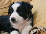 Chiot femelle Berger Américain Miniature noir tricolore non LOF en vente, né en avril 2026