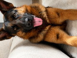 Mâle Berger Allemand de 2 ans et demi disponible pour saillie