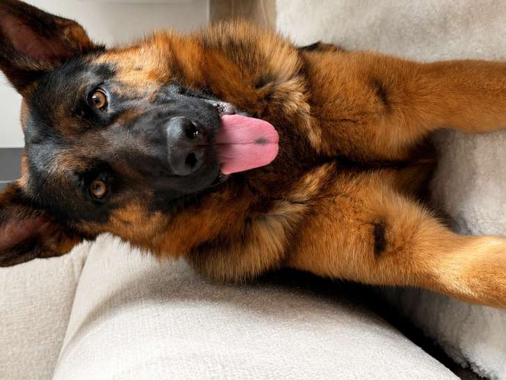 Mâle Berger Allemand de 2 ans et demi disponible pour saillie