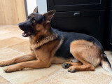 Mâle Berger Allemand de 2 ans et demi disponible pour saillie