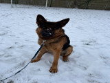 Mâle Berger Allemand de 2 ans et demi disponible pour saillie