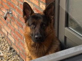 Mâle Berger Allemand de 2 ans et demi disponible pour saillie