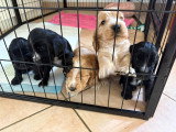 5 chiots Cocker Anglais Spaniel nés fin mai 2026 à réserver