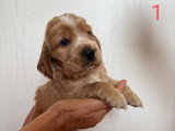 5 chiots Cocker Anglais Spaniel nés fin mai 2026 à réserver