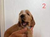 5 chiots Cocker Anglais Spaniel nés fin mai 2026 à réserver