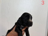 5 chiots Cocker Anglais Spaniel nés fin mai 2026 à réserver