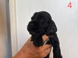 5 chiots Cocker Anglais Spaniel nés fin mai 2026 à réserver