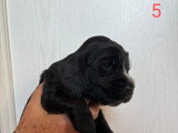 5 chiots Cocker Anglais Spaniel nés fin mai 2026 à réserver