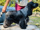 5 chiots Cocker Anglais Spaniel nés fin mai 2026 à réserver