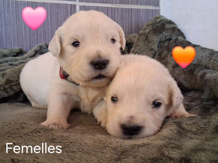 Chiots Golden Retriever LOF à vendre