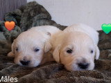 Chiots Golden Retriever LOF à vendre